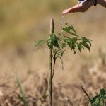 Popular realiza jornada de reforestación en San Francisco de Jacagua - Noticias de hoy en República Dominicana | De Último Minuto