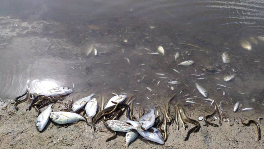 Falta de oxígeno causó la muerte de miles de peces en Barahona