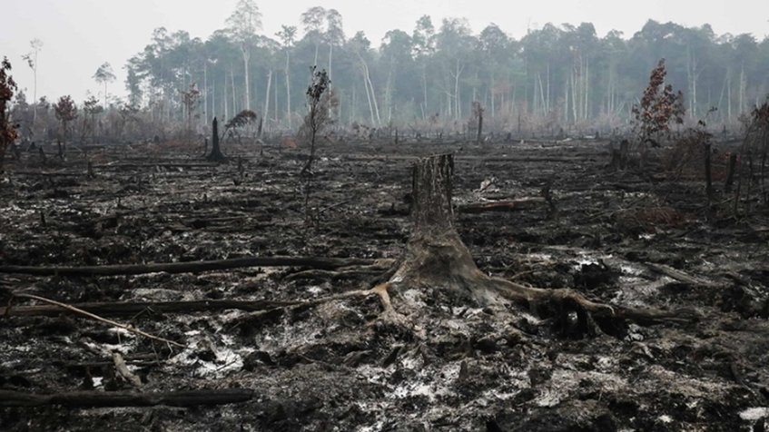 Líderes mundiales se comprometen a frenar la deforestación