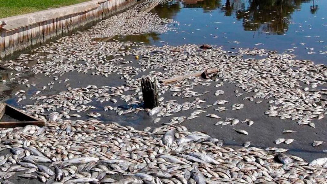 Medio Ambiente investiga muerte de peces en Sabana de la Mar y Miches