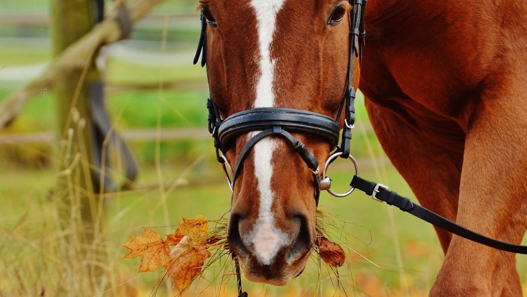 Imponen restricción a mujer por alimentar repetidamente a un caballo