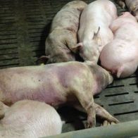Ministro de Agricultura da por controlada la peste porcina - Noticias de hoy en República Dominicana | De Último Minuto