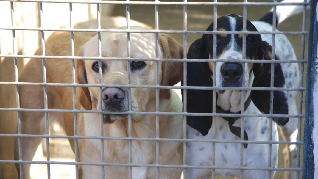 Francia prohíbe la venta de perros y gatos en tiendas de animales