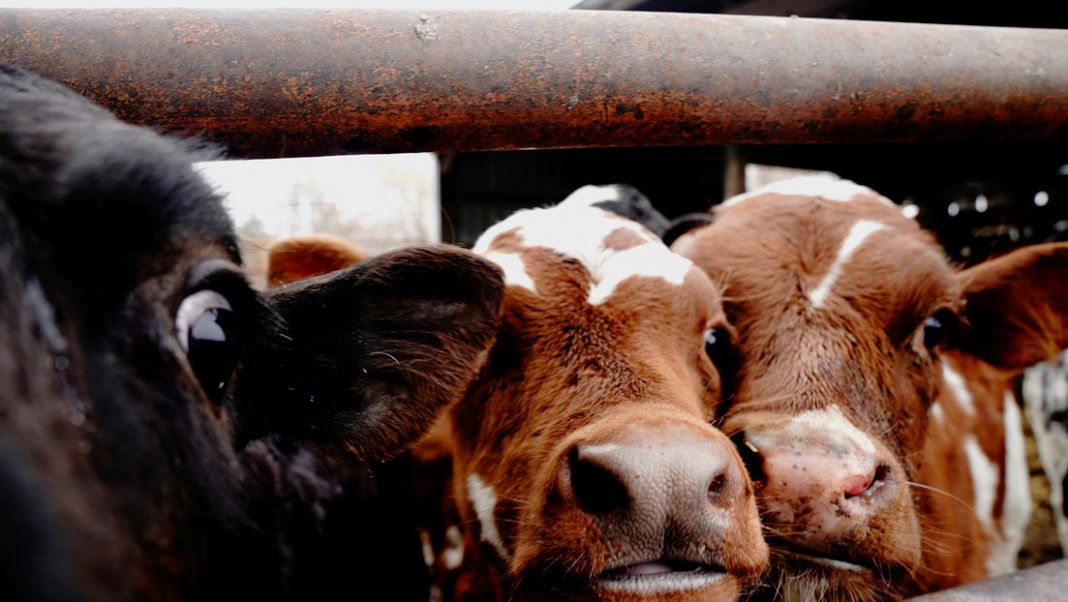 Granjero indio intenta denunciar a sus vacas por no dar leche