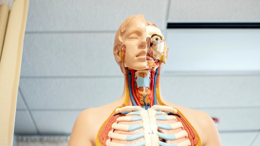 Científicos descubren nueva parte del cuerpo humano