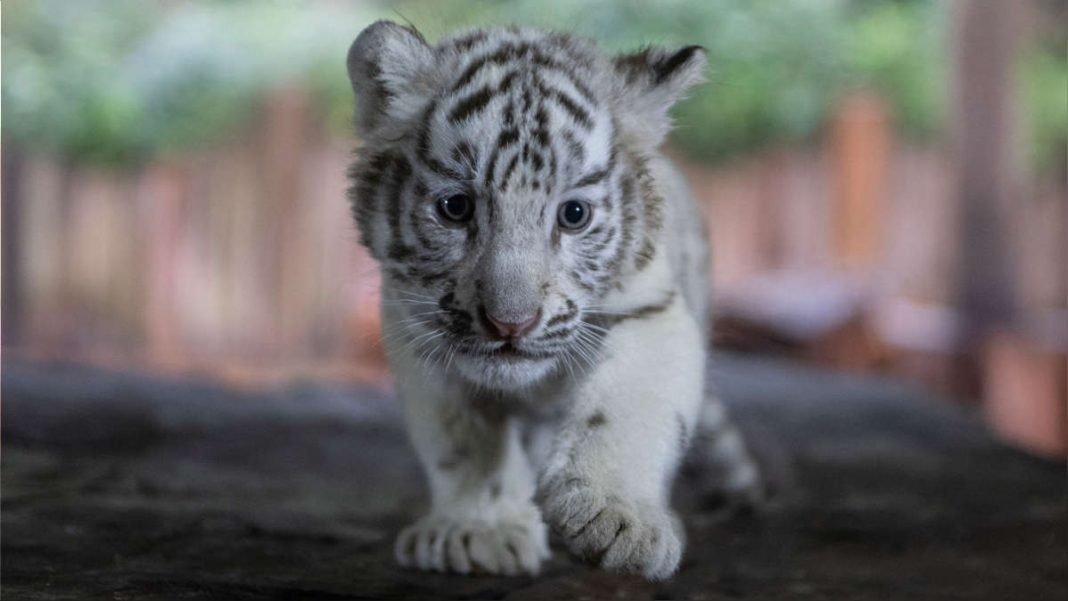 Nace un tigre de bengala en el Zoológico Nacional