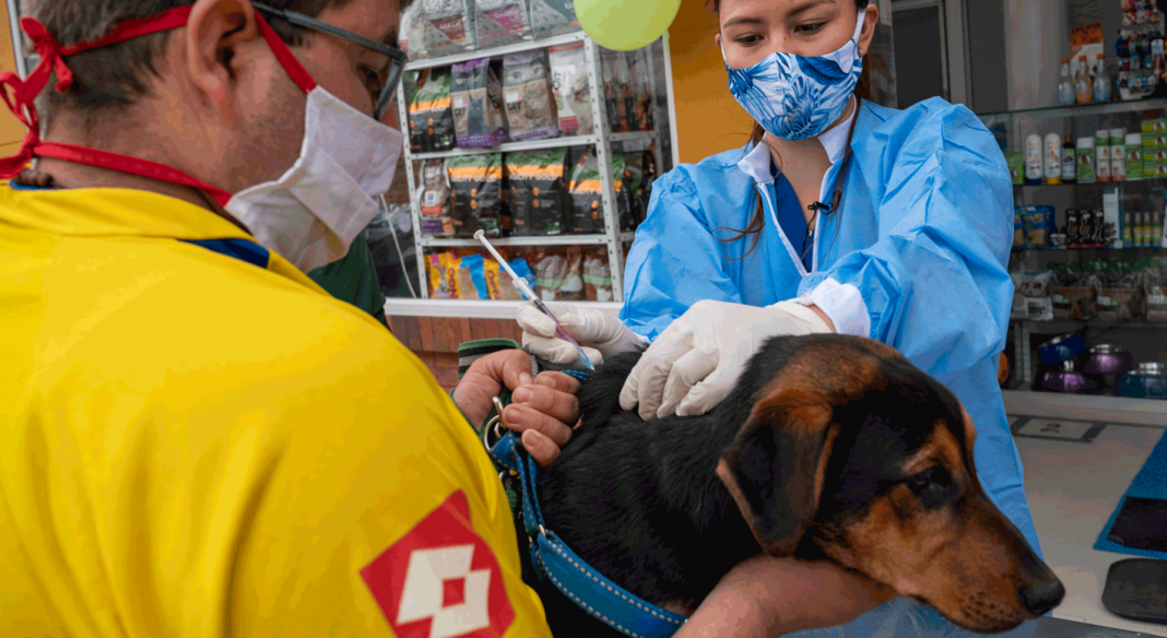 Chile se convierte en el primer país de la región en vacunar animales contra el covid-19