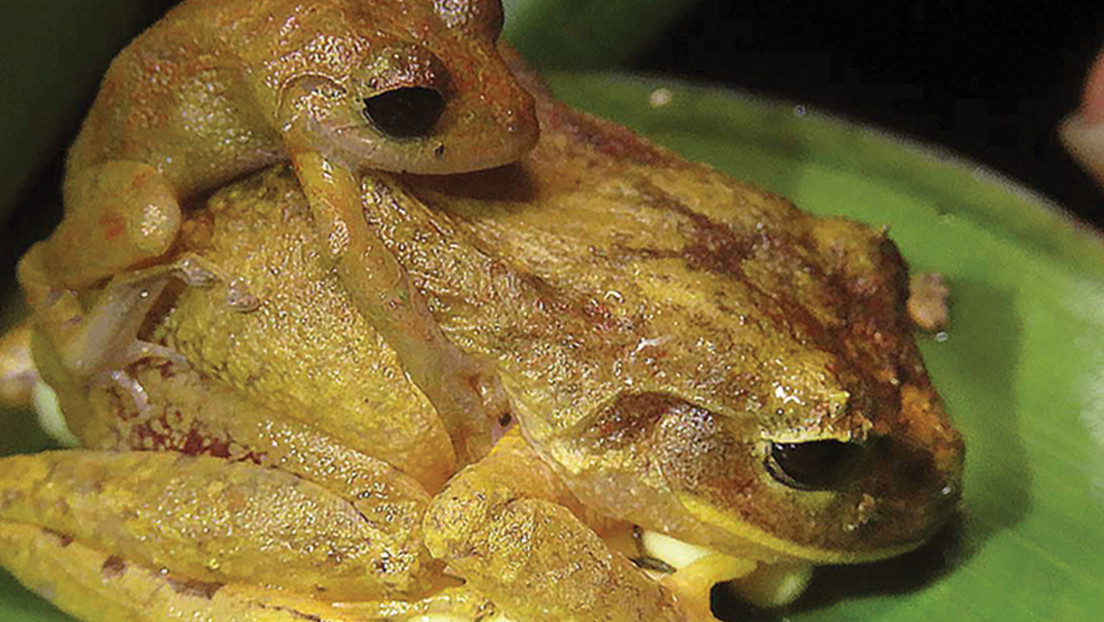 Nueva especie de rana descubierta en Panamá llevará el nombre de Greta Thunberg - Noticias de hoy en República Dominicana | De Último Minuto