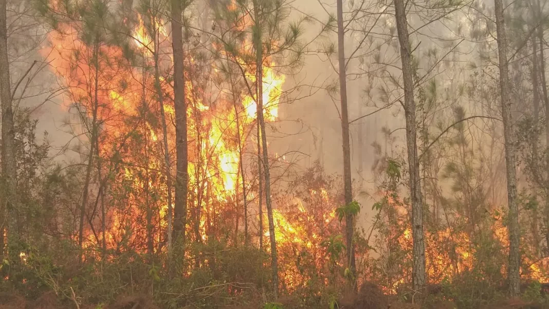 Informan incendios que afectan a la sierra de Bahoruco y a Haití esta bajo control