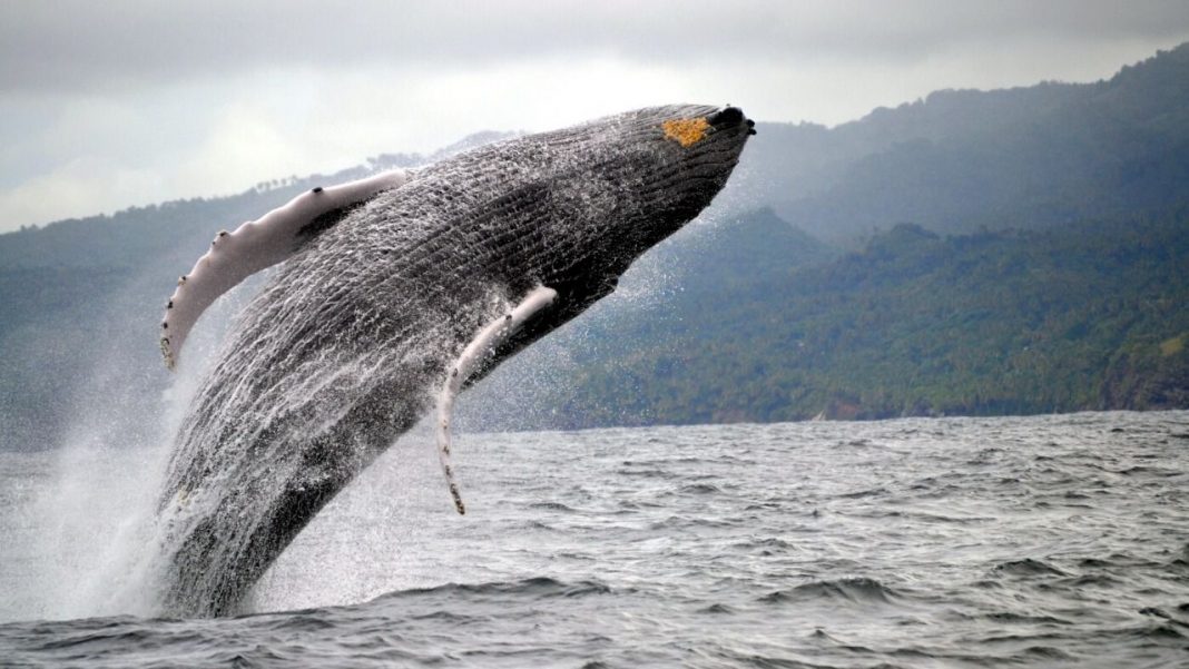 RD ve crecer el número de ballenas jorobadas