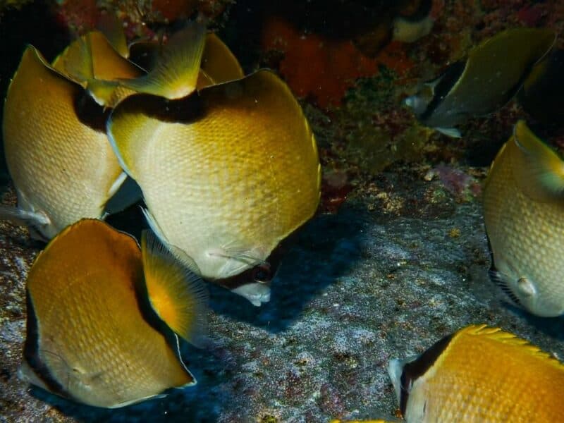 Estudio indica que en las costas dominicanas habitan 4,563 especies de peces