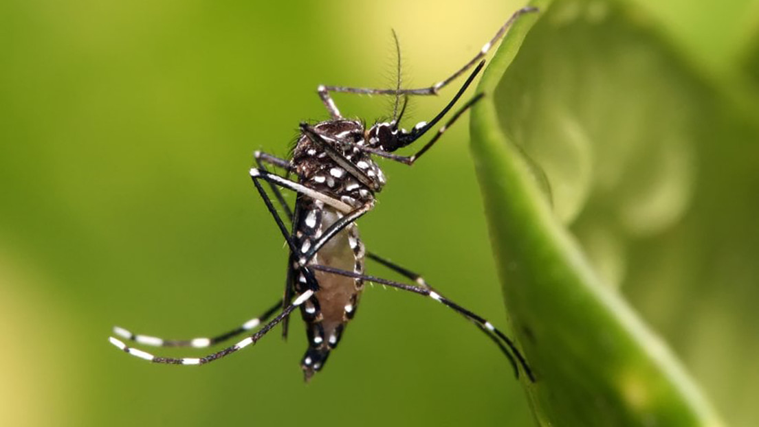 República Dominicana acumula 10 muertes por dengue y 1,904 casos - Noticias de hoy en República Dominicana | De Último Minuto