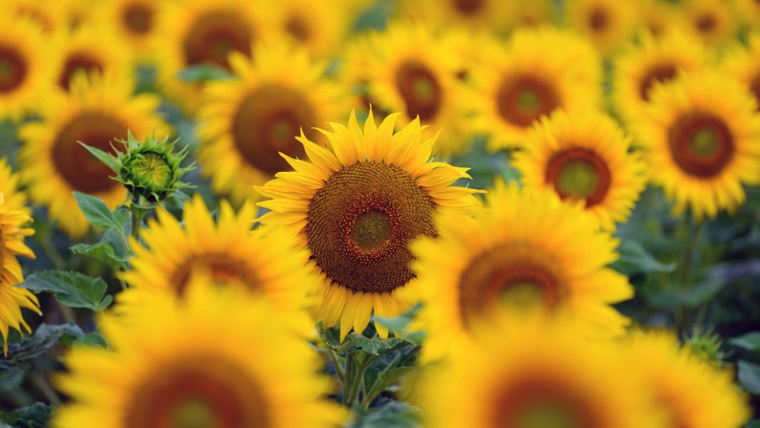 Alertan que Europa podría quedarse sin aceite de girasol 