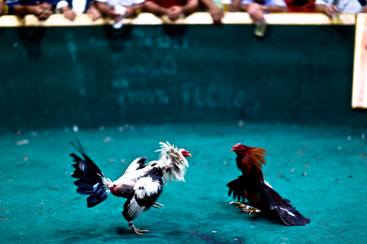 Asesinan a tiros a unas 19 personas cuando asistían a una pelea de gallos