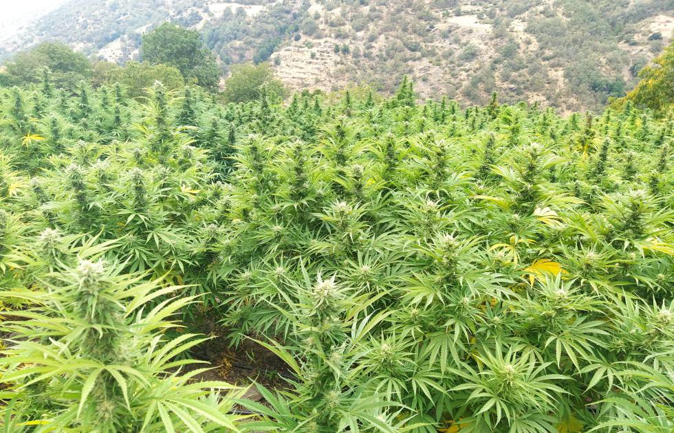 Marruecos autoriza cultivo de cannabis para usos terapéuticos en 3 provincias