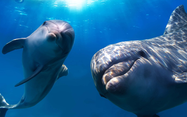 “Serpientes, palomas y delfines”, los tres 3 extraordinarios animales utilizados en la guerra