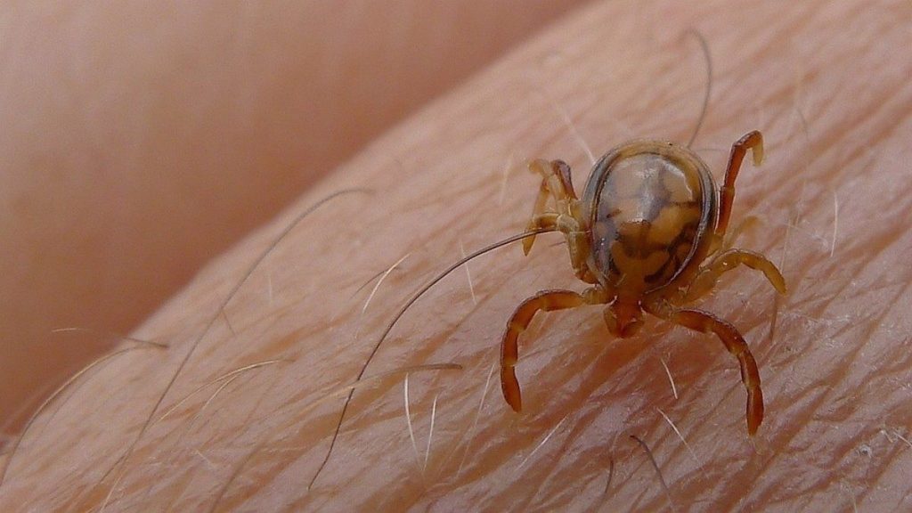 Autoridades emiten alerta por auge de garrapatas en Nueva York | 2 | Autoridades emiten alerta por auge de garrapatas en Nueva York