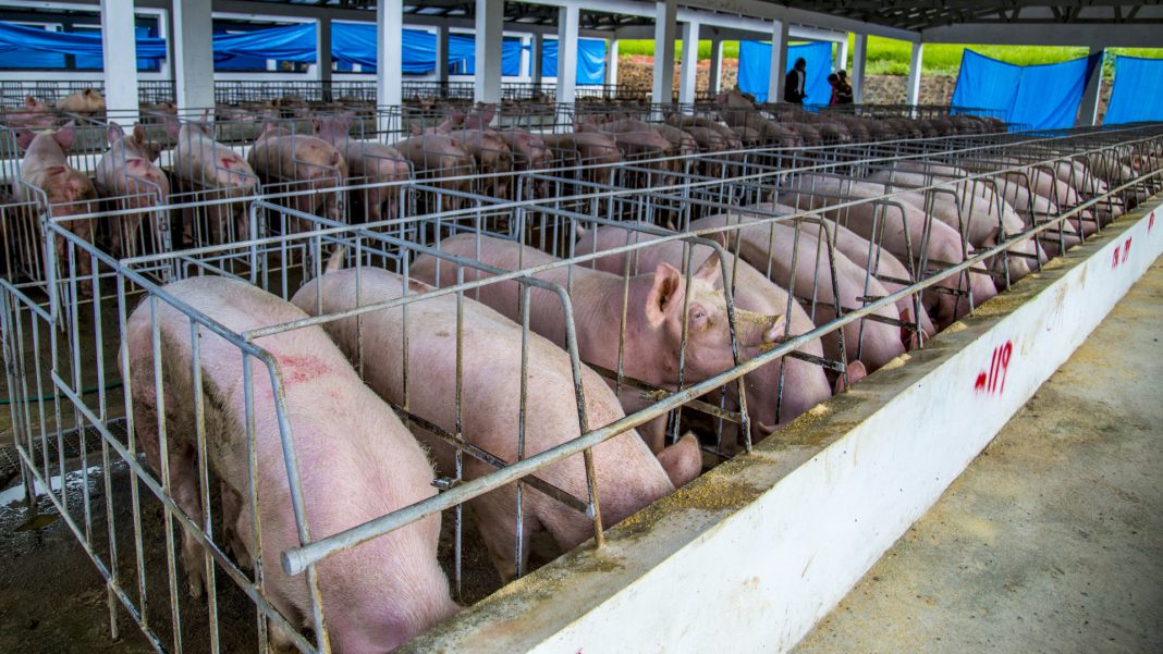 IICA apoya acciones de Haití, RD y EEUU para erradicar la peste porcina