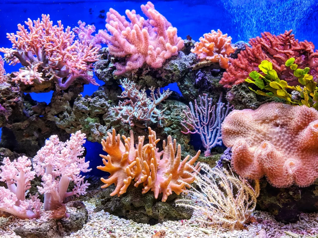 Unesco lanza plan para mejorar resistencia de los arrecifes de coral