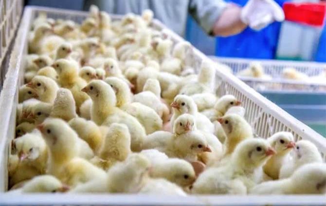 Caída de energía eléctrica provoca la muerte de unos 30.000 pollos en Brasil
