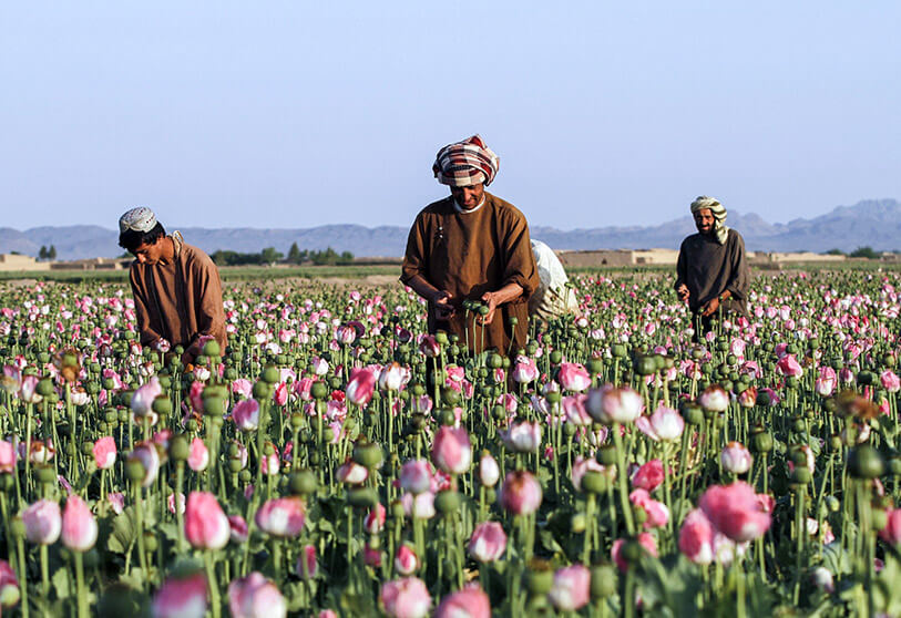 cultivo de opio