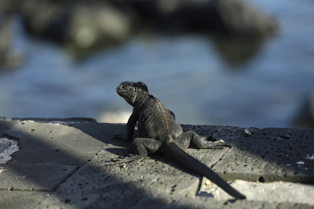 Más la quinta parte de los reptiles están en peligro, revela estudio