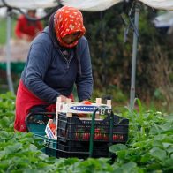 Se dispara presencia de pesticidas tóxicos en fruta europea según ecologistas