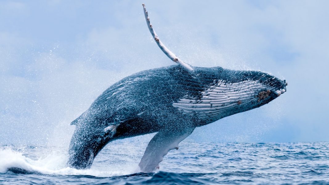 Una ballena aplasta un yate de turistas en las costas de México