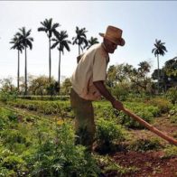 Agricultor en República Dominicana