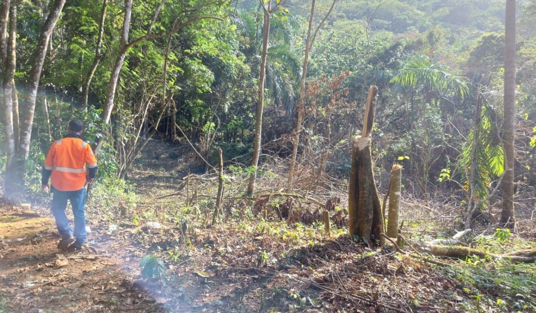 Hombre deberá pagar RD$50 mil como medida de coerción por talar árboles en Maimón