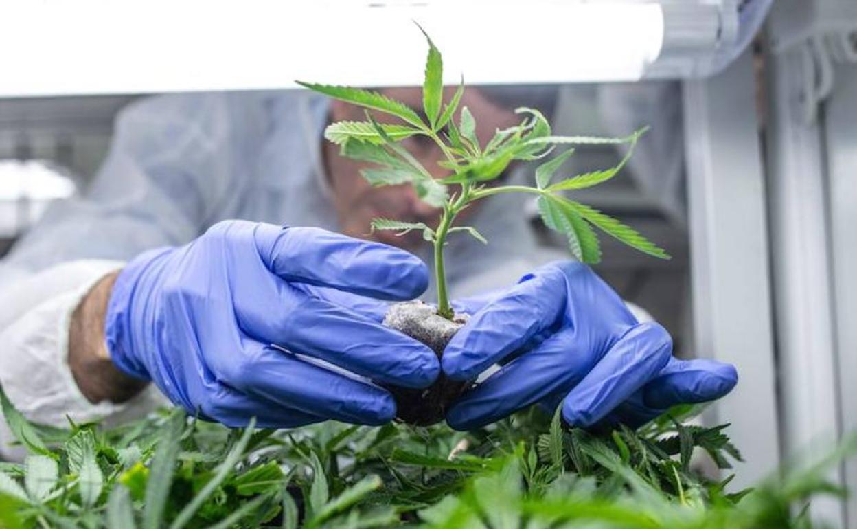 Legalizar la marihuana para adultos también aumenta el consumo adolescente - Noticias de hoy en República Dominicana | De Último Minuto
