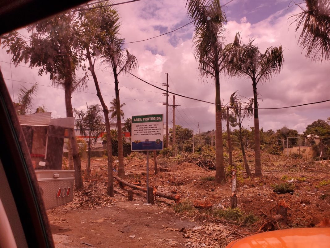 Autoridades investigan director del Distrito Palmarejo por el corte de cientos de árboles de caoba