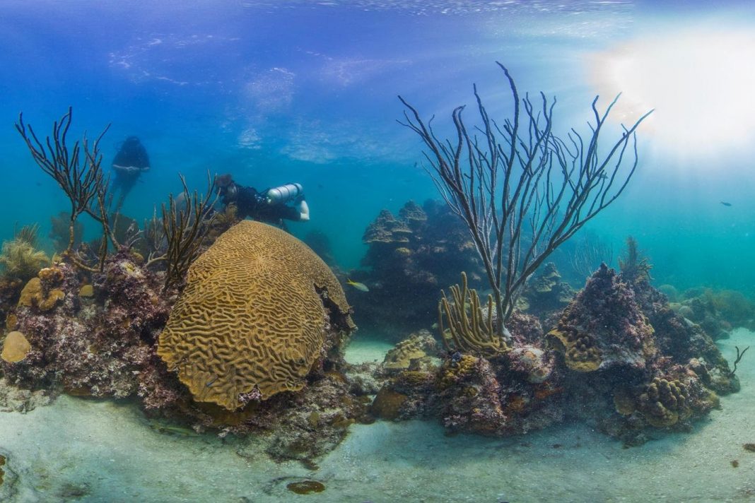 Reforzarán la conservación de los arrecifes coralinos en el país