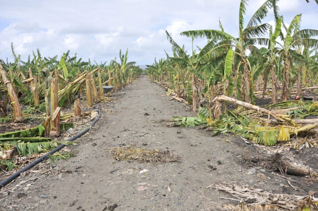 Agricultura va en auxilio de productores afectados por tornado