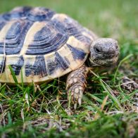 Día Mundial de la Tortuga