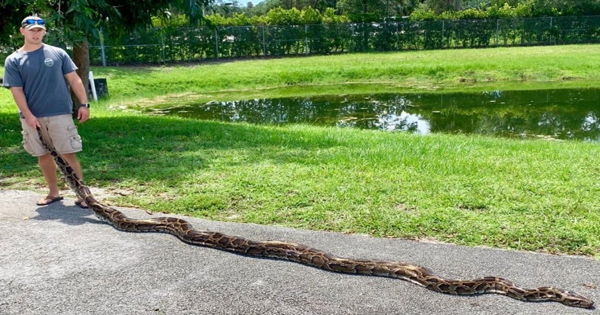 Capturan pitón de 18 pies, la más grande hallada hasta ahora en Florida