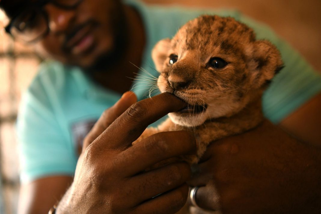 los famélicos leones