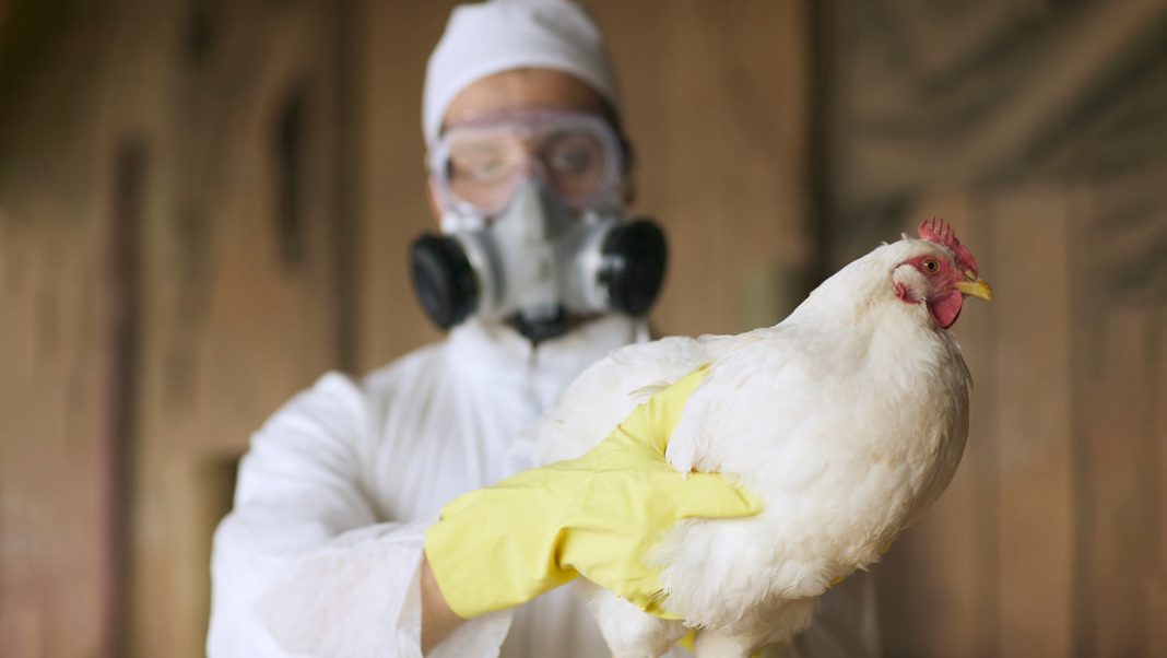 73% de los animales sacrificados en EEUU por brote de gripe aviar fueron 