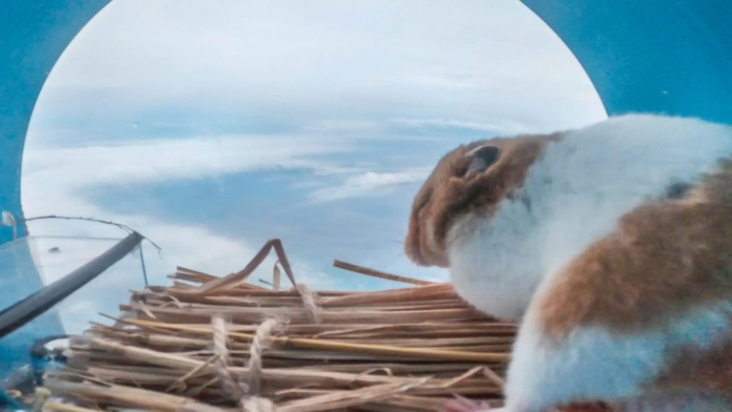 Un hámster sobrevive a un viaje a la estratosfera en un globo volador japonés