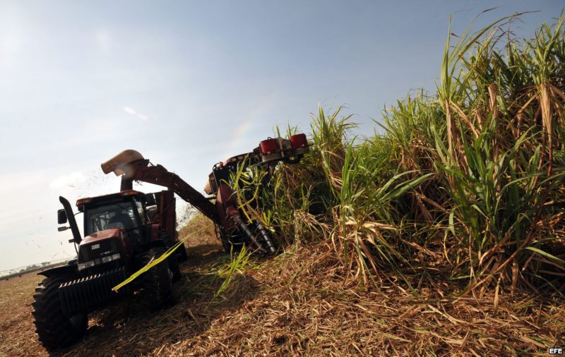 Cuba busca reanimar el sector azucarero tras su peor resultado en un siglo