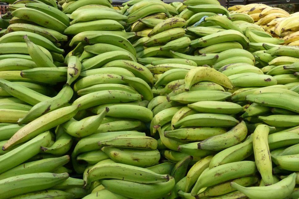 Hallan 840 kilos de cocaína colombiana entre plátanos en supermercados