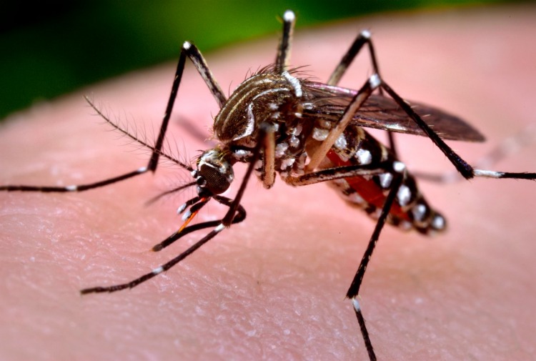 Los virus del dengue y el Zica nos hacen más apetitosos para los mosquitos - Noticias de hoy en República Dominicana | De Último Minuto