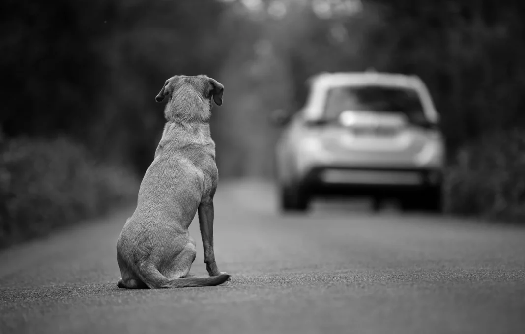 Arrestan a hombre en EEUU por atar patas y hocico de su perro y abandonarlo