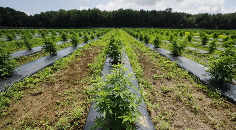 Un tribunal autoriza por primera vez el cultivo de marihuana en Brasil