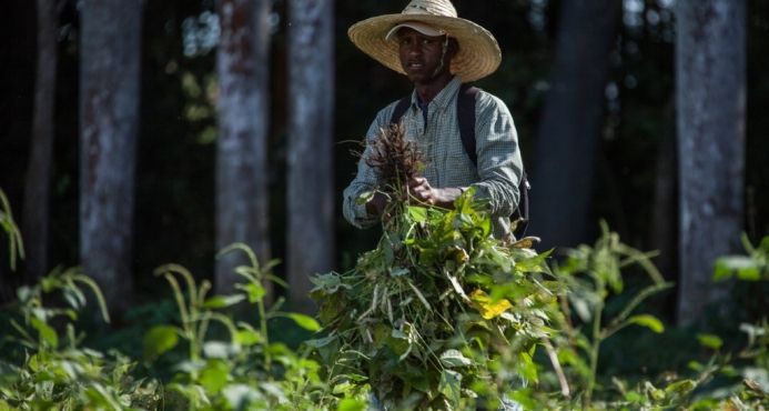 Agricultura aplicará en julio veda a cultivos hospederos de mosca blanca