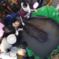 Descubren el pez de agua dulce más grande del mundo en Camboya - Noticias de hoy en República Dominicana | De Último Minuto