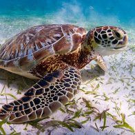 Tortugas Marinas