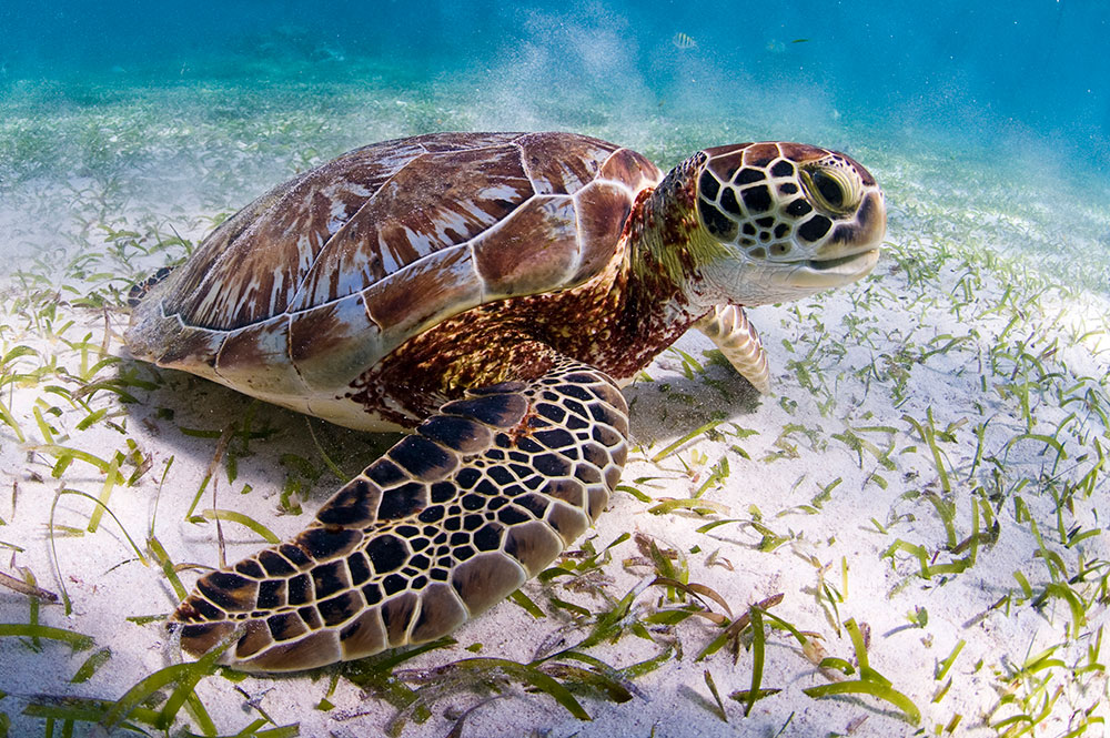 Tortugas Marinas