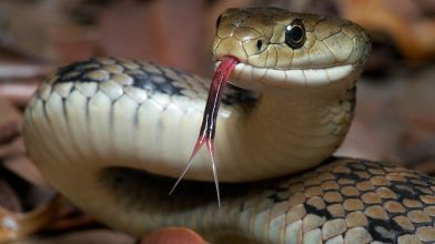 Día Mundial de la Serpiente: guardianas invisibles del equilibrio natural