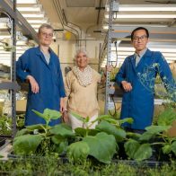 La plantas producen su propia aspirina para protegerse del estrés, dicen investigadores - Noticias de hoy en República Dominicana | De Último Minuto